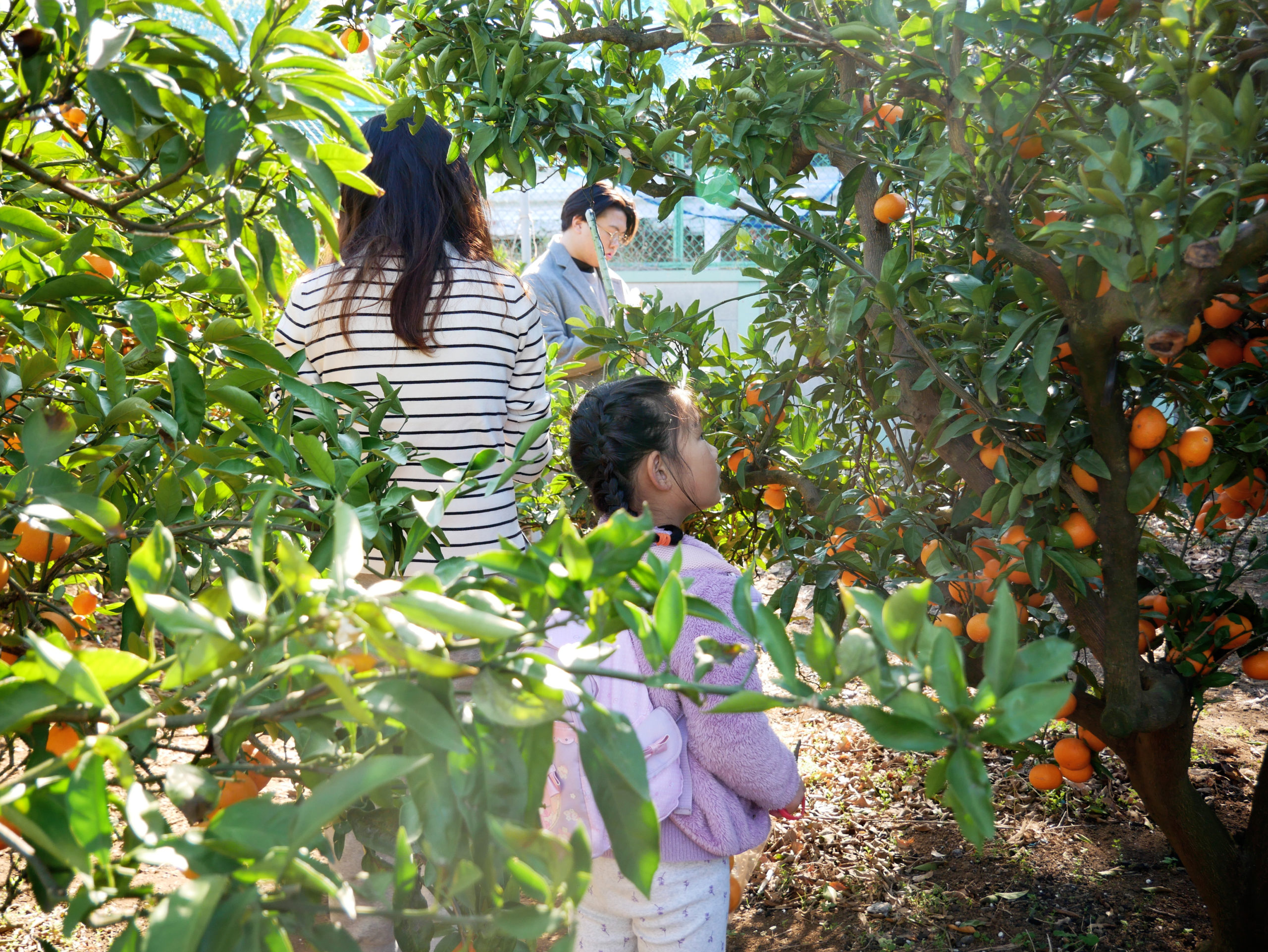 ほる遠足～みかん狩り