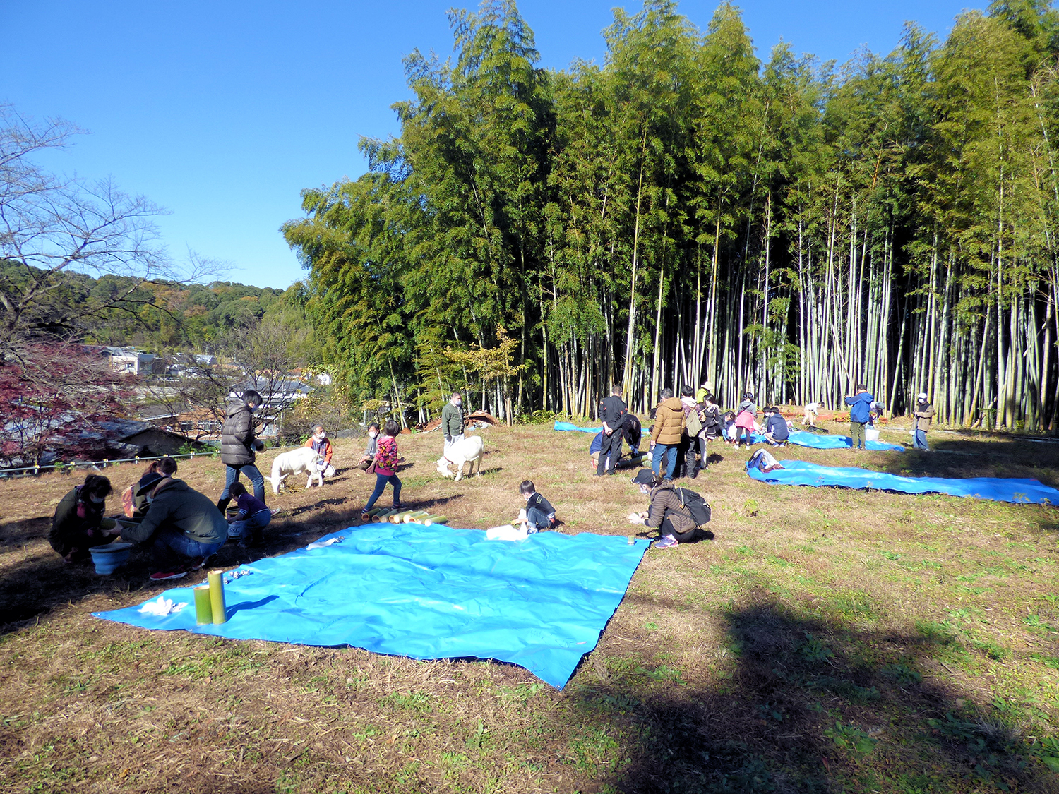 禅林のシンフォニー：山羊とともにのんびりタイム